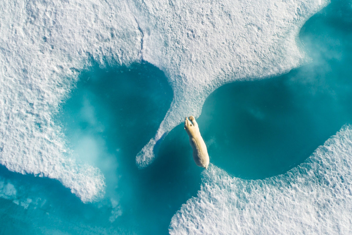 © Florian Ledoux, 3rd place Arctic Biodiversity Category, Location: Nunavut Baffin Island, Canada, Arctic Biodiversity "Through The Lens" Photography Competition