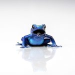 Amphibians - A Close Encounter, © George Kamper, Wilton Manors, United States, First Place Commissioned Work, Best Friends — Animal Photography Contest