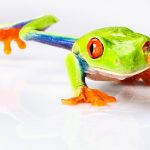 Amphibians - A Close Encounter, © George Kamper, Wilton Manors, United States, First Place Commissioned Work, Best Friends — Animal Photography Contest