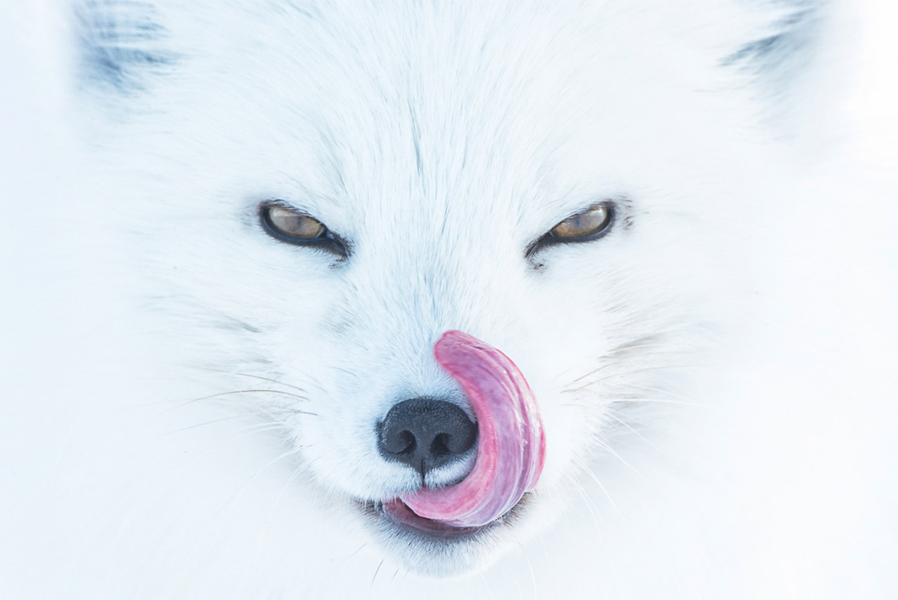 Arctic Fox, Alaska's North Slope, United States, © Peter Mather, Whitehorse, Canada, Terrestrial Wildlife Category Winner, BigPicture Natural World Photography Competition