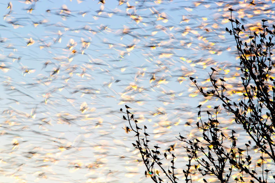 Blurred bird flock, © Marc Weber, Bronze, Bird Photographer of the Year - BPOTY