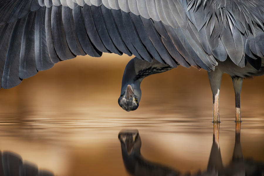 Grey Heron looking under wing, © Ahmad Alessa, Silver, Bird Photographer of the Year - BPOTY