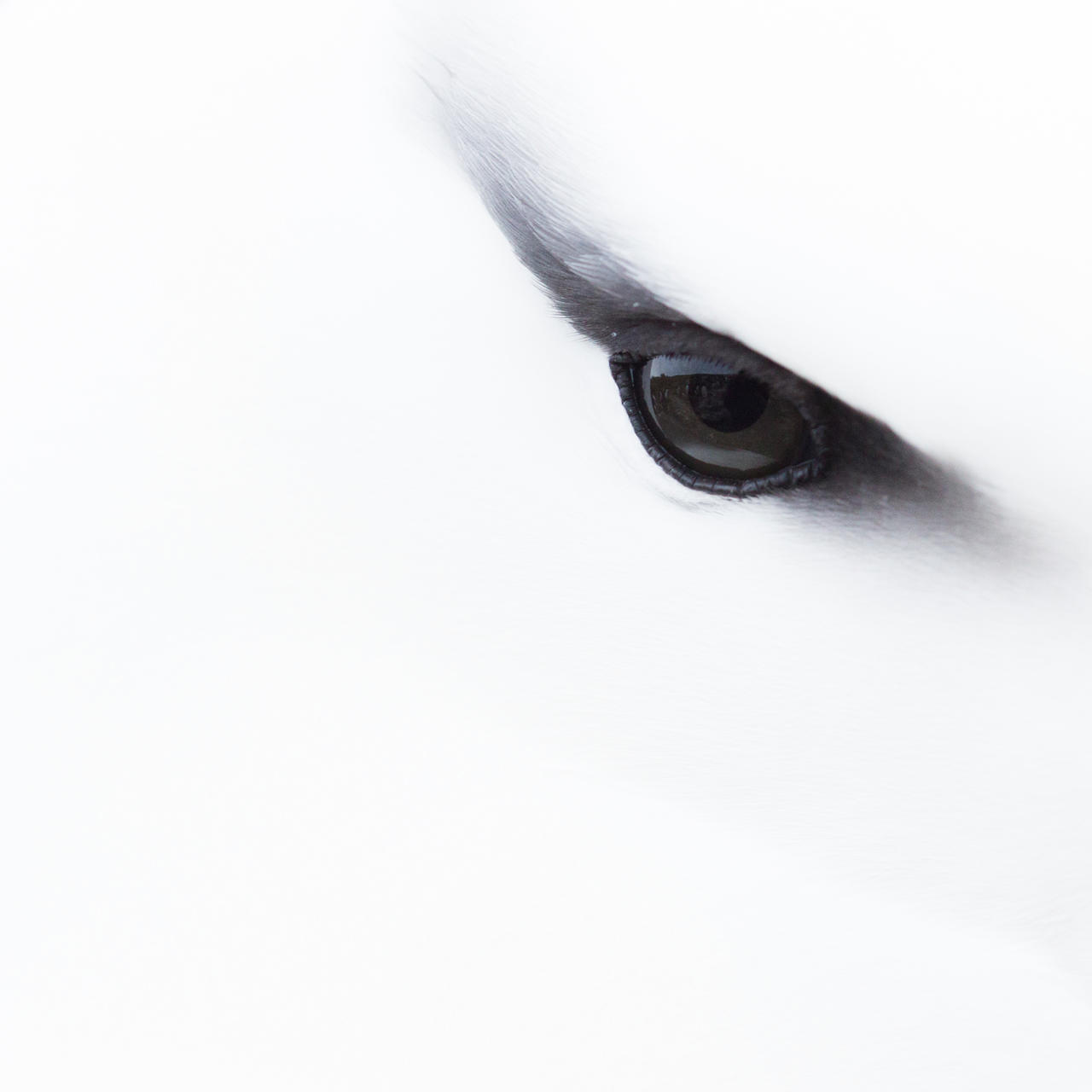 Albatross eye close-up, © Jessica Winter, Bronze, Bird Photographer of the Year - BPOTY
