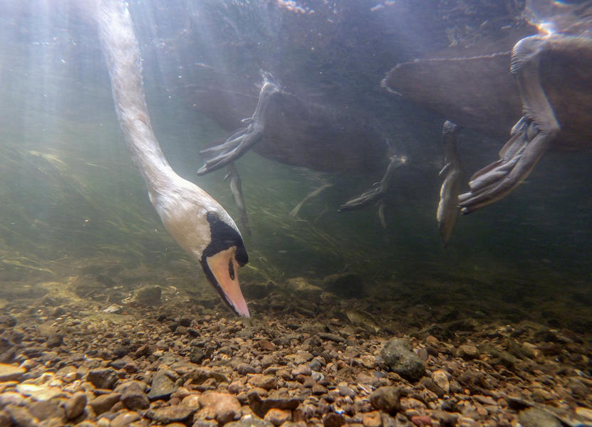 Swan's head underwater, © Ian Wade, Bronze, Bird Photographer of the Year - BPOTY