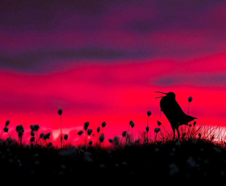 Great Snipe silhouette, © Torsten Green-Petersen, Bird Photographer of the Year - BPOTY