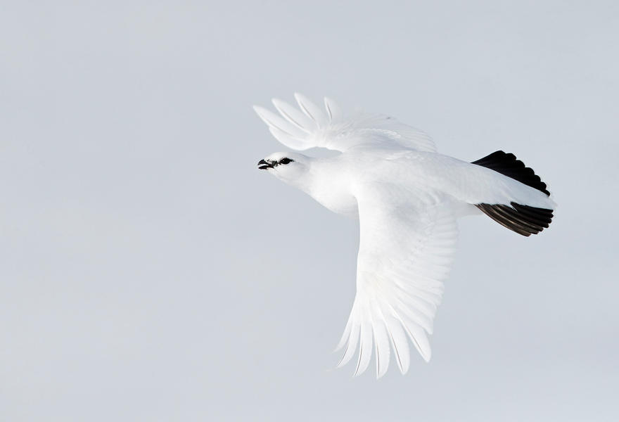 Ptarmigan, © Markus Varesvuo, Bronze, Bird Photographer of the Year - BPOTY