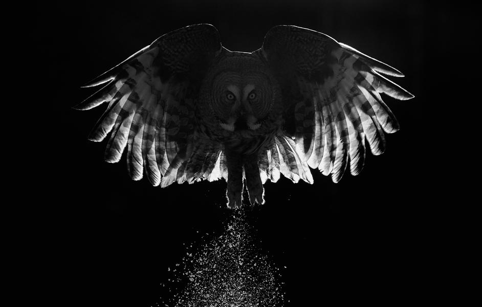 Great Grey Owl, © Markus Varesvuo, Bird Photographer of the Year - BPOTY