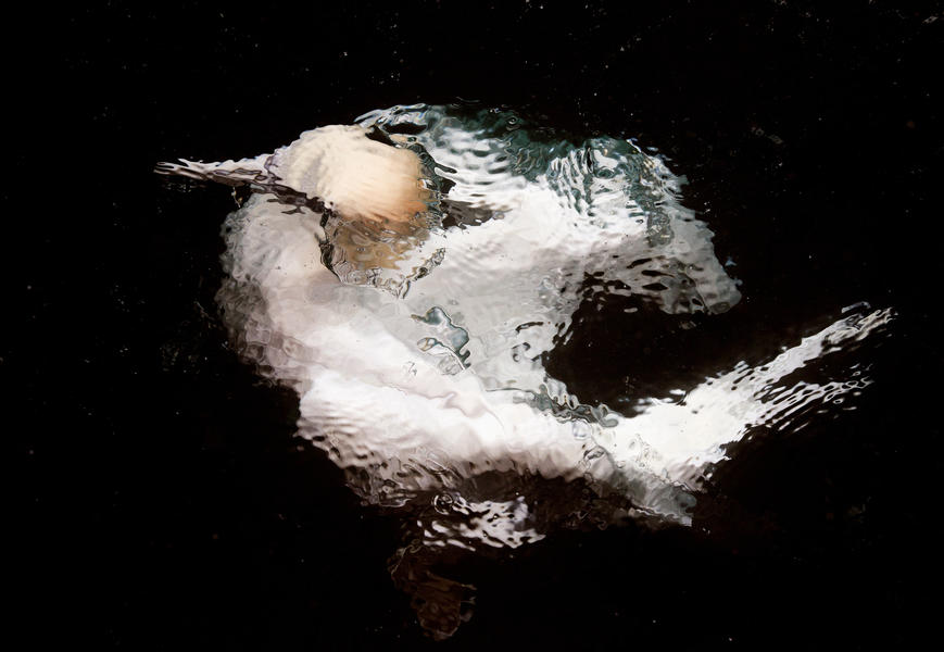 Gannet underwater, © Markus Varesvuo, Bird Photographer of the Year - BPOTY