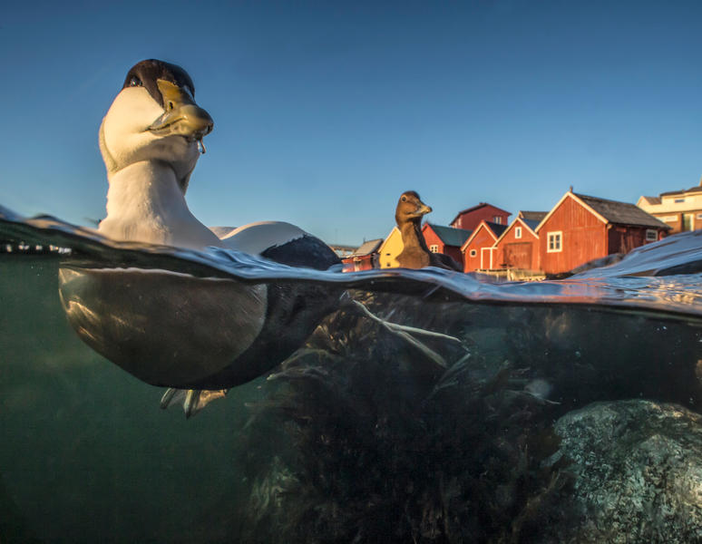 Swimming Eider, © Pål Hermansen, Bronze, Bird Photographer of the Year - BPOTY