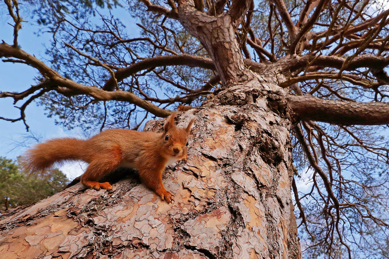 Spring Red squirrel on old caledonian pine tree. Rothiemurchus Forest, Cairngorms, Scotland, © Neil McIntyre, British Wildlife Photography Awards