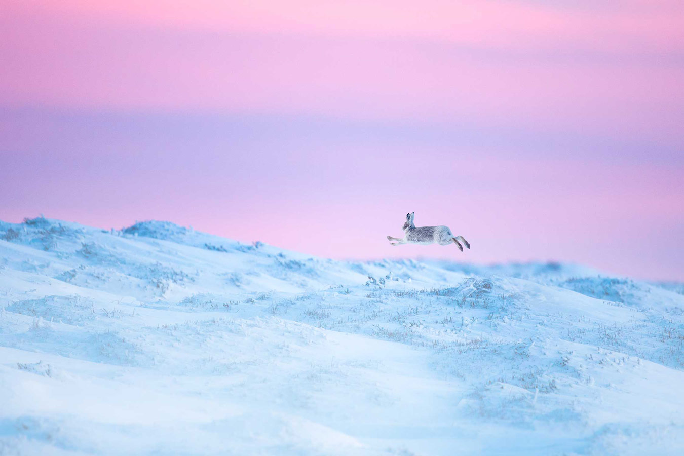 Mountain hare in full sprint. Peak District, UK, © Ben Hall, British Wildlife Photography Awards