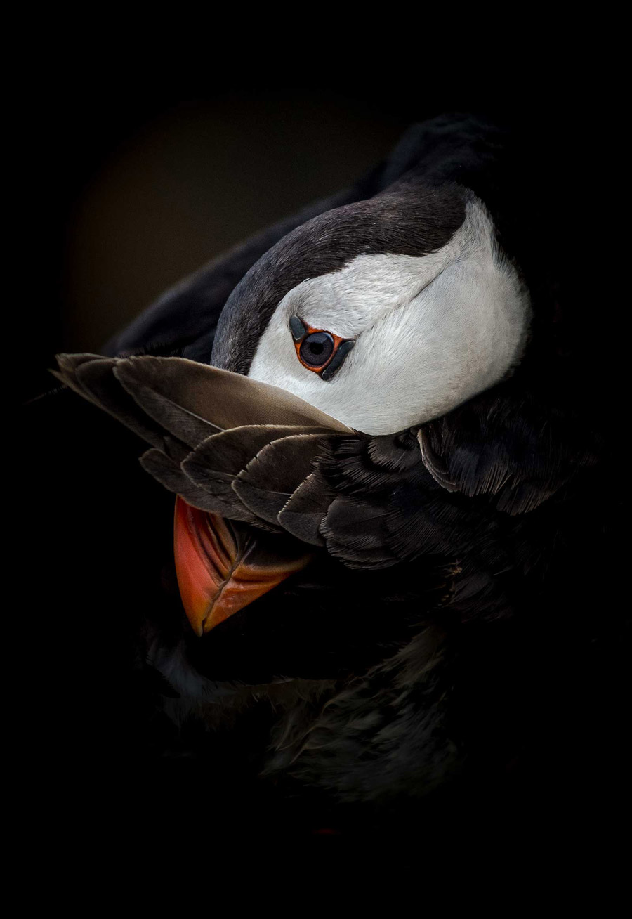 Shy puffin. Skomer island, Wales, UK, © Csaba Tokolyi, British Wildlife Photography Awards