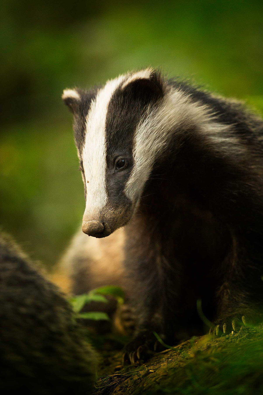Bean. Peak District National Park, Derbyshire, © Tesni Ward, British Wildlife Photography Awards