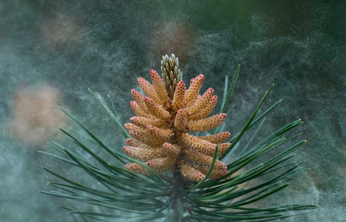 Windblown pine pollen. Kildary, Invergordon, Scotland, © Toby Houlton, British Wildlife Photography Awards