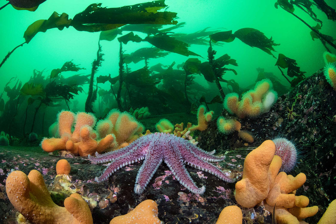 Purple sunstar and kelp. Loch Carron, Wester Ross, Scotland, © Trevor Rees, British Wildlife Photography Awards