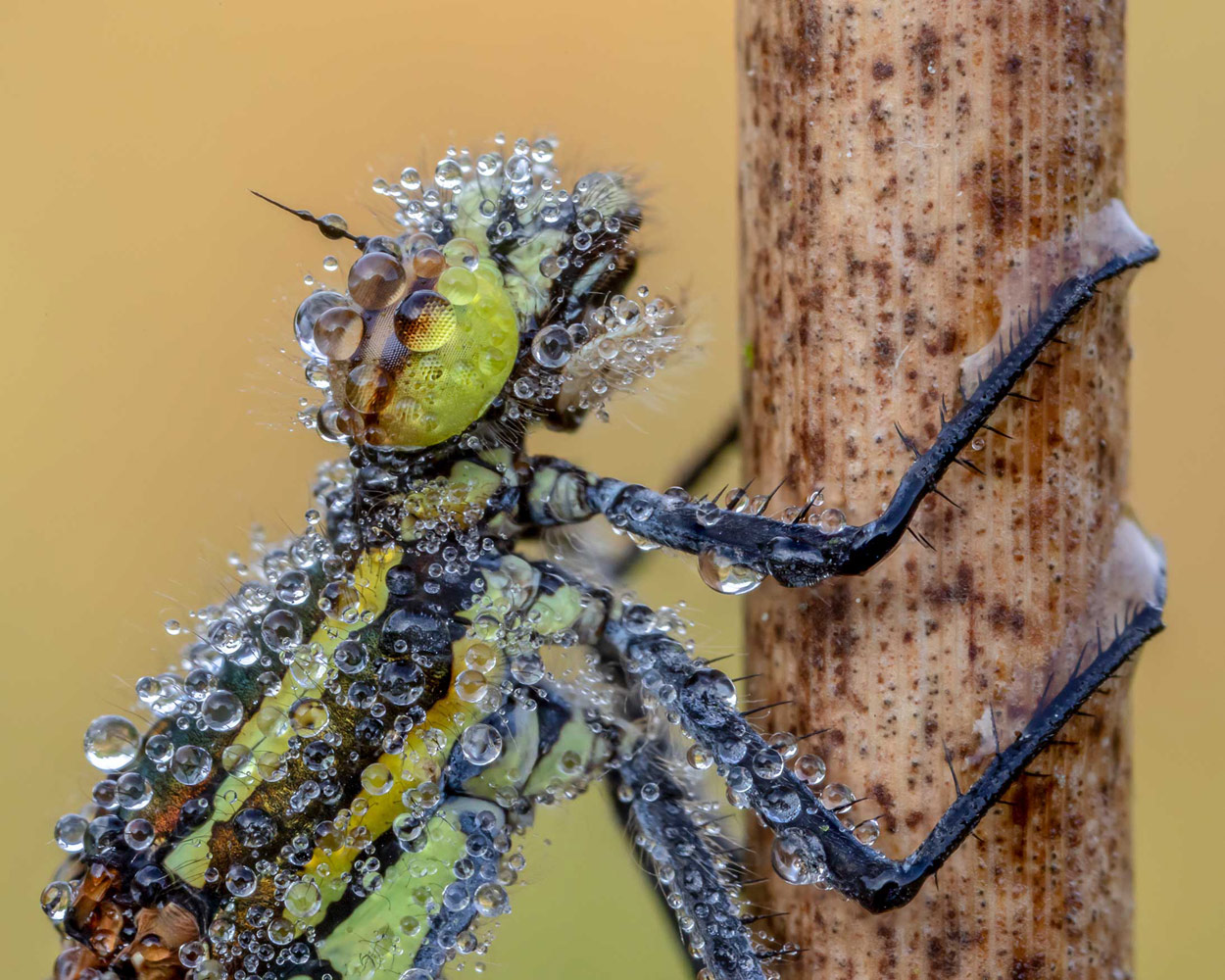 Damselfly Covered in Dew. Timble Ings, Yorkshire, © Oliver Wright, British Wildlife Photography Awards