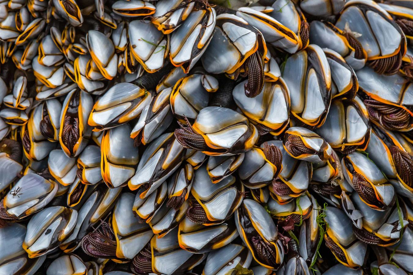 Goose barnacles. Sanna Bay, Highland, © David Bennett, British Wildlife Photography Awards
