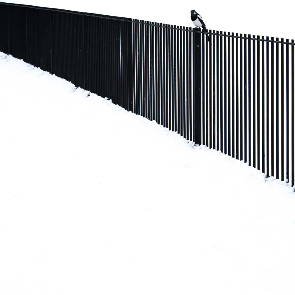 Magpie in the Snow. Kelvingrove Park, Glasgow, © Christopher Swan, British Wildlife Photography Awards