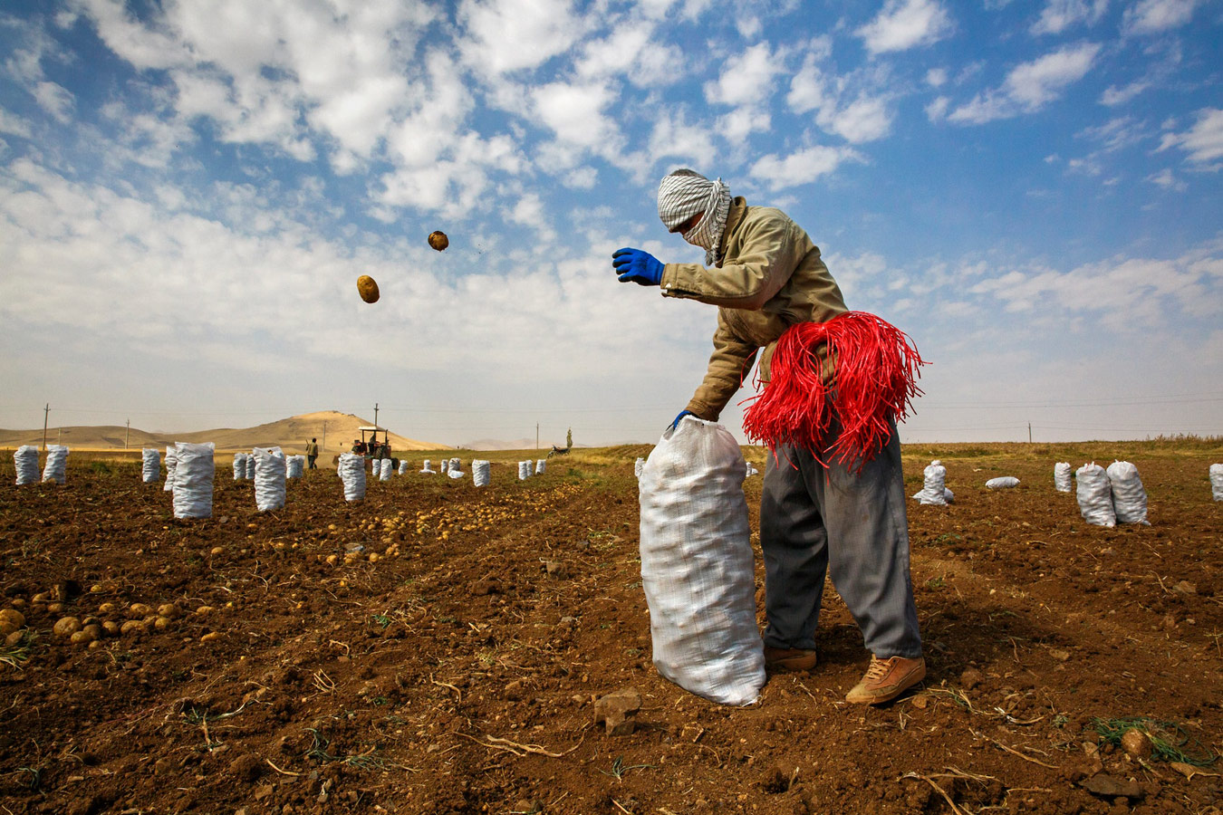 Potato Harvest, © Shahab Naseri, Iran, Regional Winner: Middle East & North Africa, CGAP Photo and Video Contest
