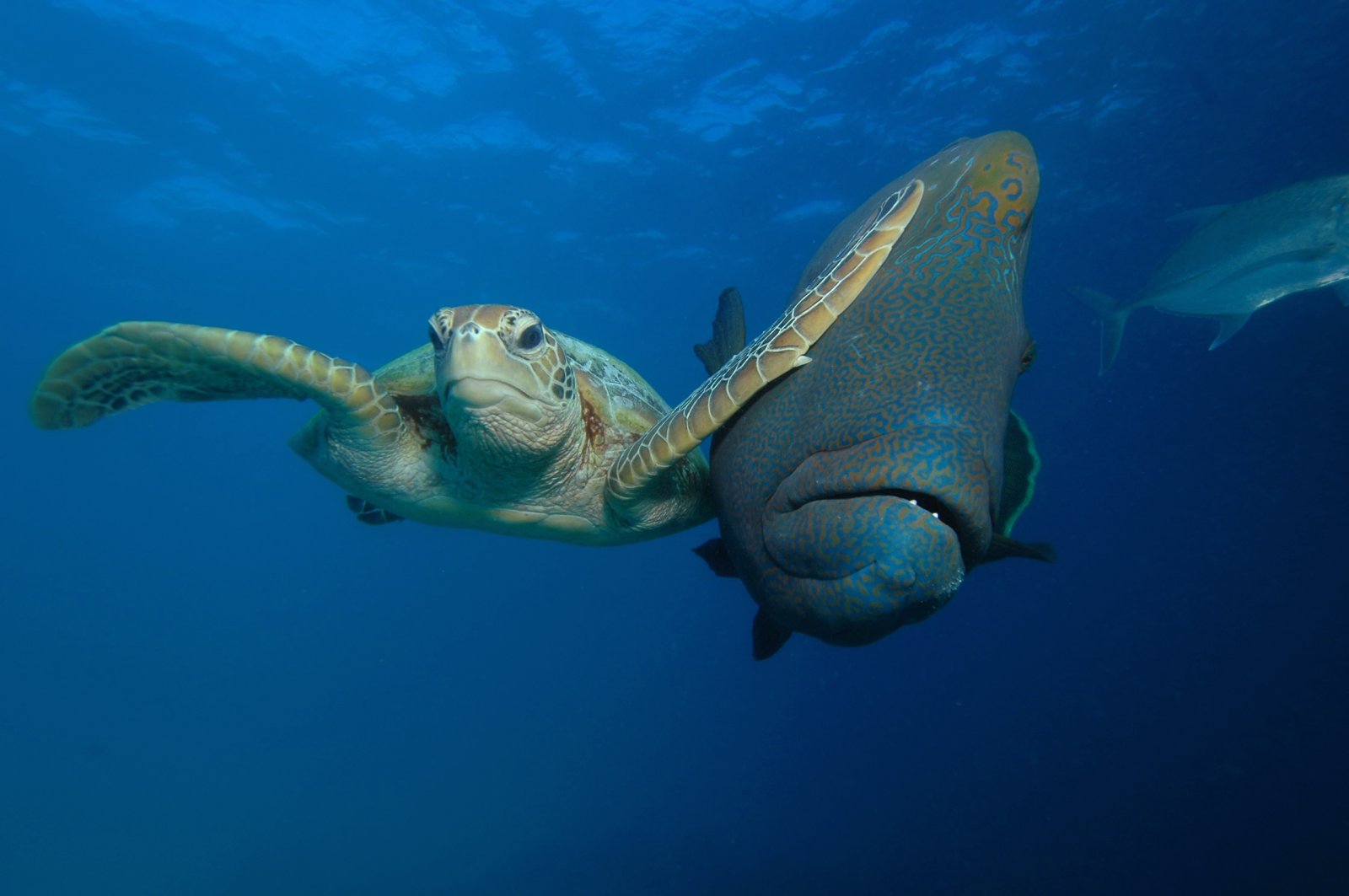 "Slap", © Troy Mayne, Winner of the Padi Under The Sea category, Comedy Wildlife Photography Awards