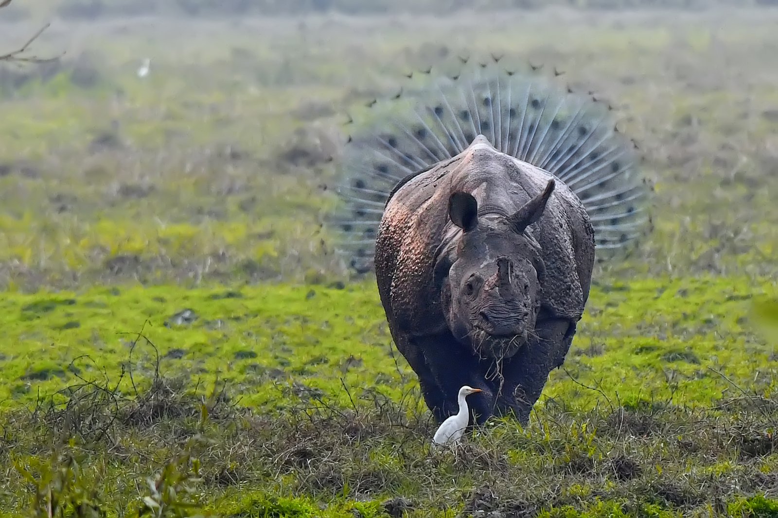 Rhinopeacock, © Kallol Mukherjee, Highly Commended, Comedy Wildlife Photography Awards