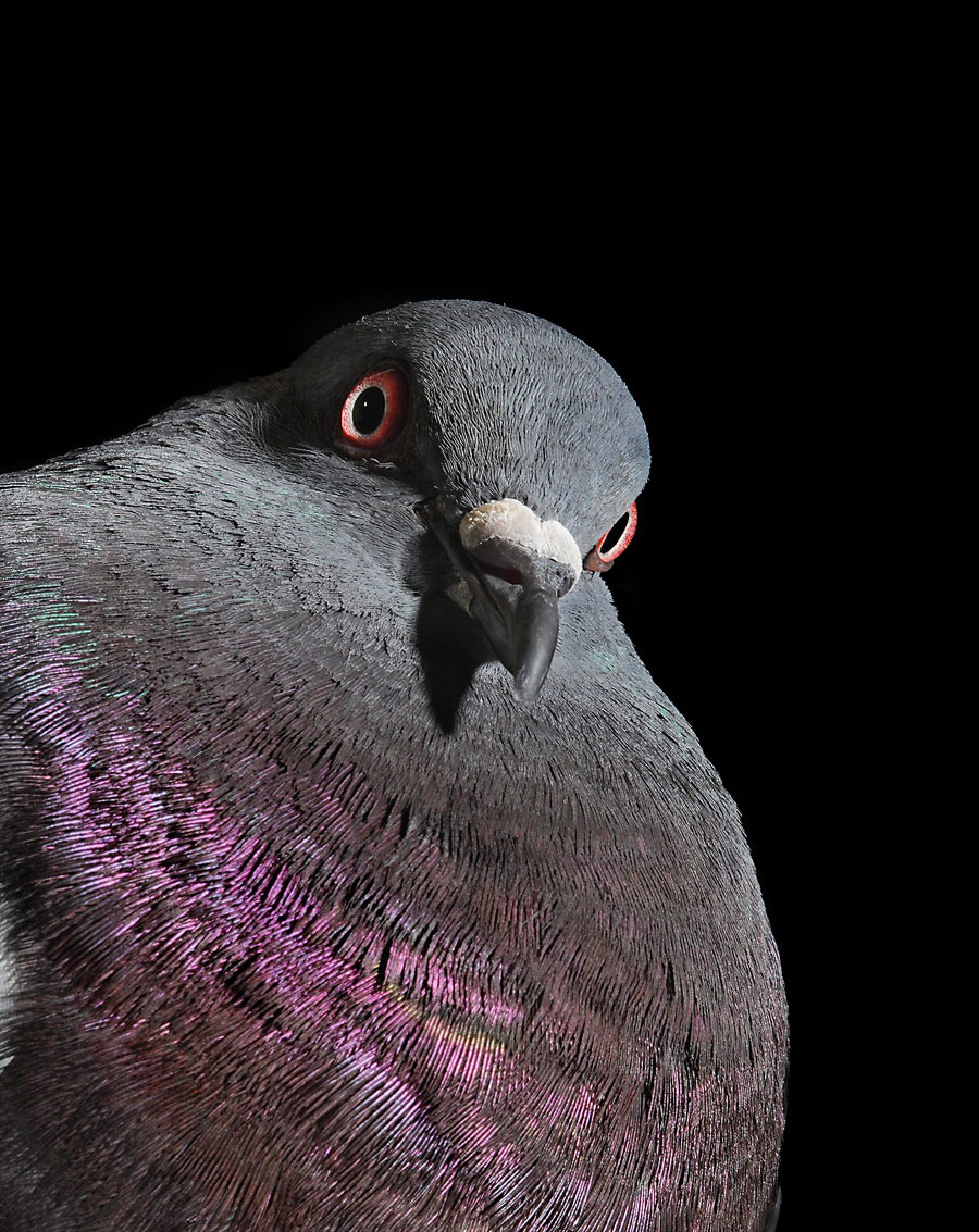 The New York Pigeon (Behind the Feathers), Photography / Books / Entertainment, Communication Arts Photography Competition