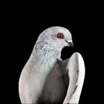 The New York Pigeon (Behind the Feathers), Photography / Books / Entertainment, Communication Arts Photography Competition