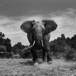 © Anup Shah, Kenya, The Mara, Third Place