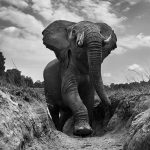© Anup Shah, Kenya, The Mara, Third Place