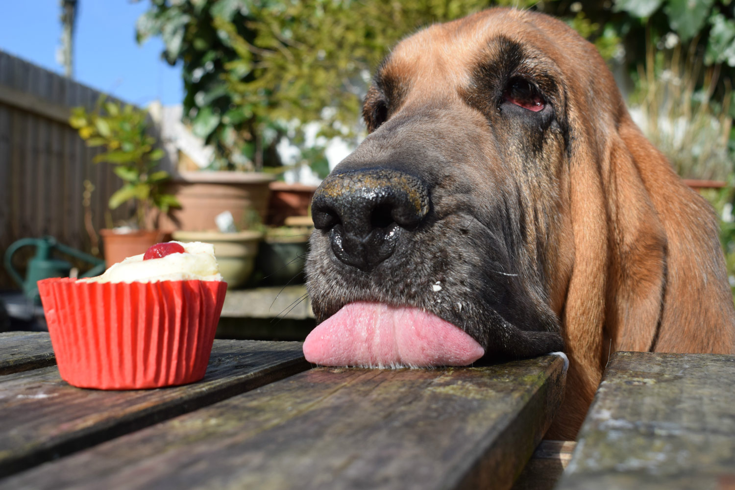 Mosey loves cake, © Dylan Jenkins, UK, Young Pup Photographer (Under 11s) 1st Place Winner, Dog Photographer of the Year