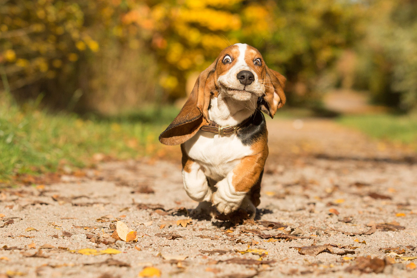 Happy Chappy!, © Katrina Wilson, UK, Judges’ Special Mention Puppies Category, Dog Photographer of the Year