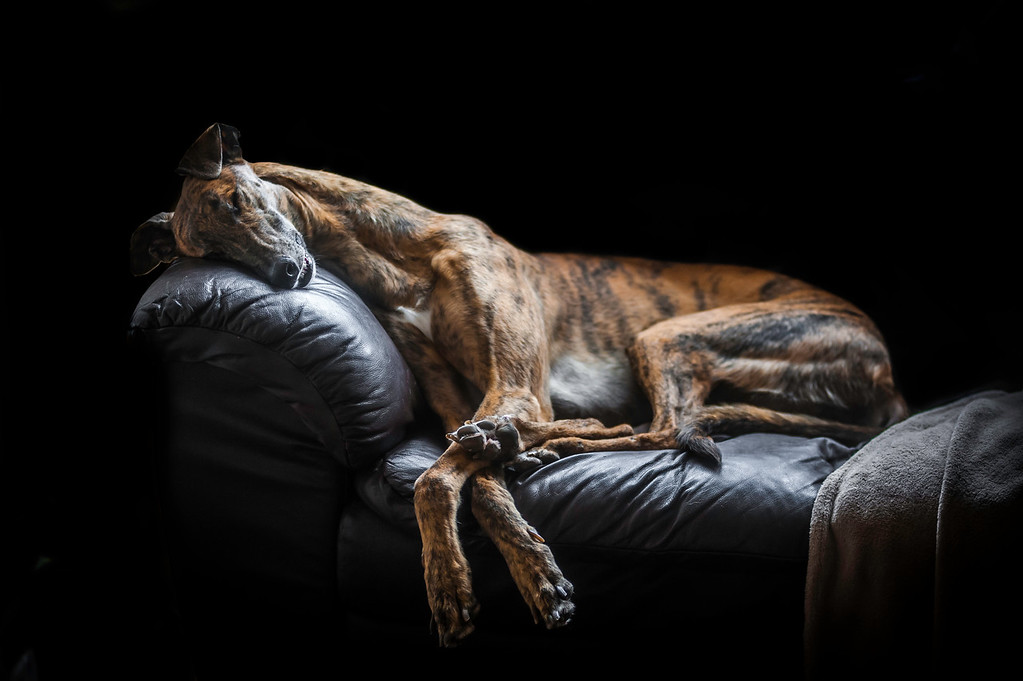 Sleeping Tiger, © David Yanez, UK, Dog Portrait 2nd Place Winner, Dog Photographer of the Year