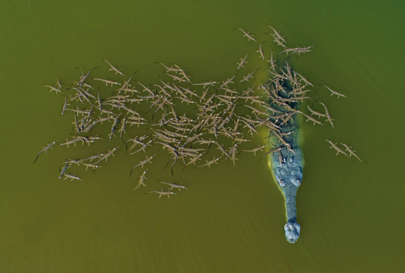 Responsible Dady the Gharial with Babies, © Dhritiman Mukherjee, Runner Up, DrAw Photo Contest - Drone Awards
