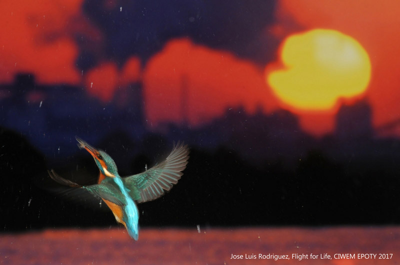 “Flight for Life”, © Jose Luis Rodriguez, Changing Climates Winner, Environmental Photographer of the Year — EPOTY