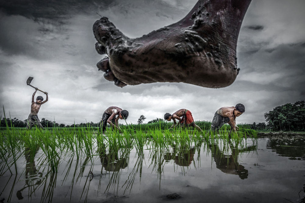 “Paddy cultivation”, © Sujan Sarkar, Shortlisted, Environmental Photographer of the Year — EPOTY