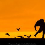 © Ann Coppens, Belgium, FEP European Wildlife Golden Camera 2018, FEP European Professional Photographer of the Year Awards