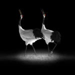 Red Crown Crane (Series), © Eriko Kaniwa, 1st Place, Wildlife/Animals: Professional, Fine Art Photography Awards 2017 Winners