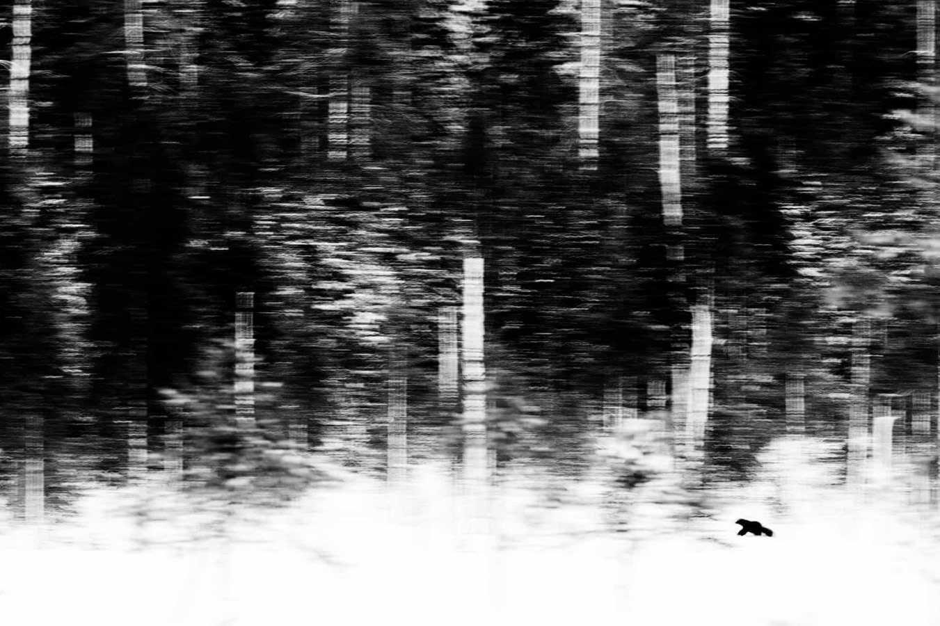 The Lonely Hunter, © Jan van der Greef (NL), Winner Mammals Category, GDT European Wildlife Photographer of the Year