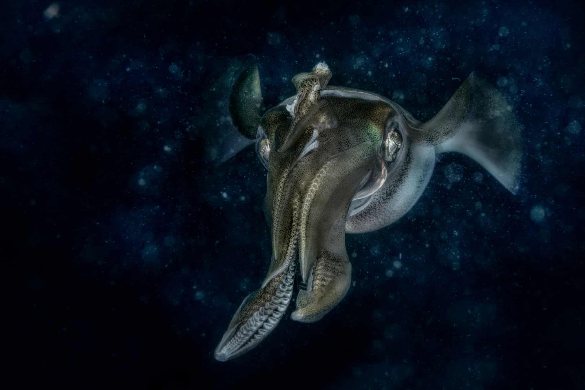 Alien Starship, © Claudio Ceresi (IT), Winner The Underwater World Category, GDT European Wildlife Photographer of the Year