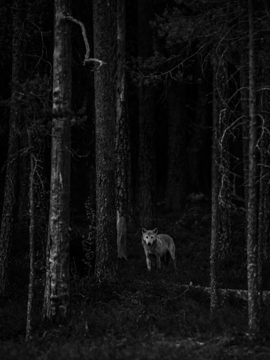Shy Encounter, © Lasse Kurkela, 14 years, Finland, Junior Award Winner, Glanzlichter Nature Photo Contest
