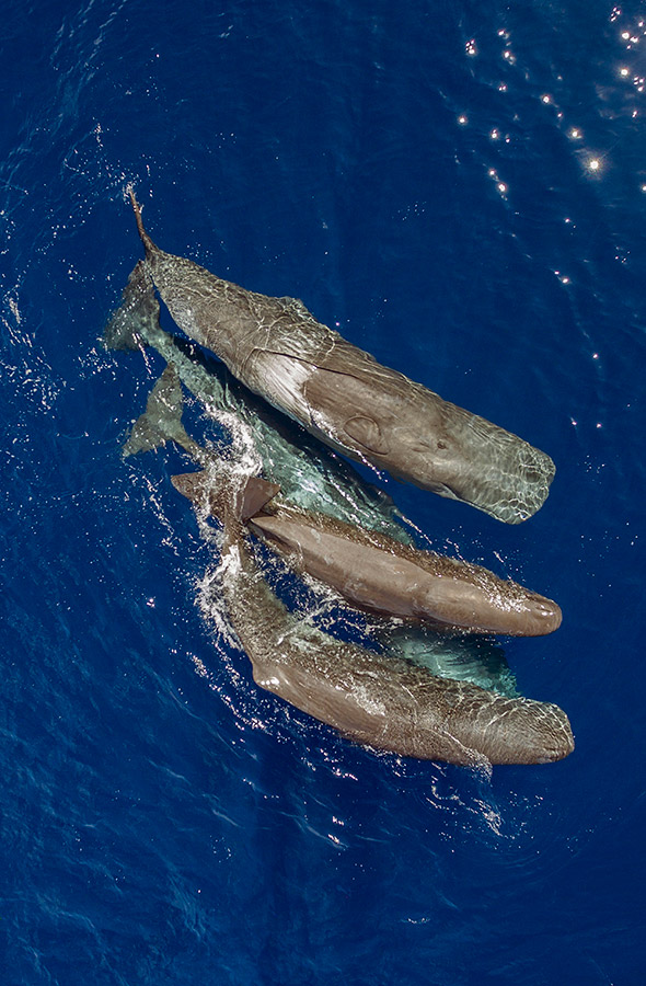 Family of Sperm Whales, © Mikhail Korostelev, Third Place, Golden Turtle Photo Contest