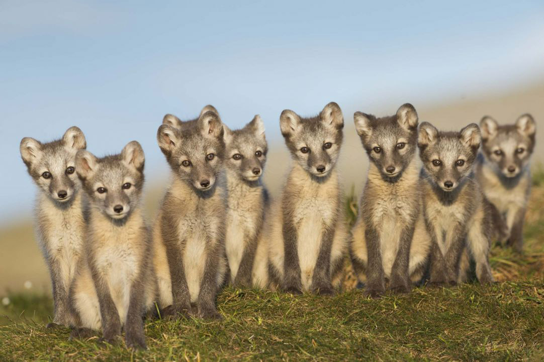 Fox Cubs, © Erlend Haarberg, Second Place, Golden Turtle Photo Contest