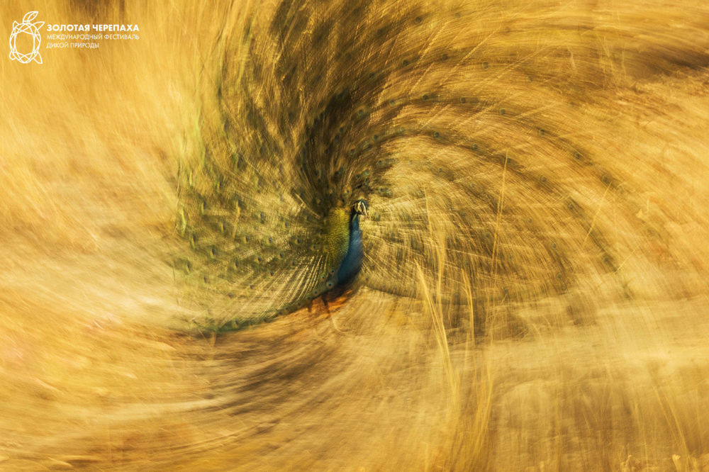Royal Spiral, © Jose Pesquero, Third Place, Golden Turtle Photo Contest