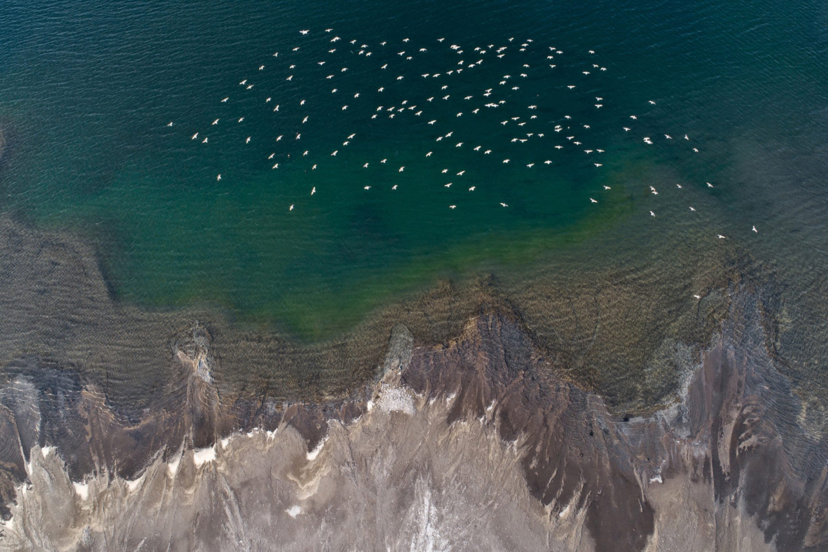 Gulls Over The Lake, © Milan Radisics, Second Place, Golden Turtle Photo Contest