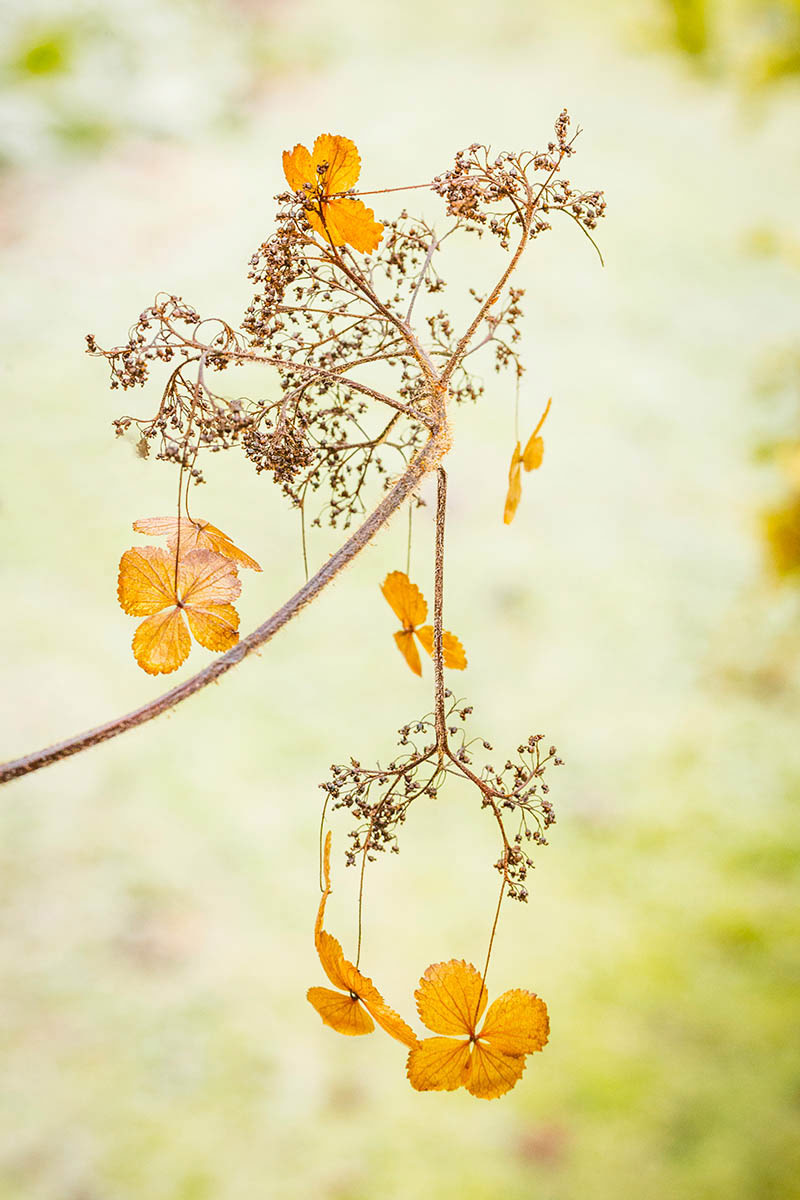 Golden Glow, © Raymond Jones, 2nd place, International Garden Photographer of the Year — IGPOTY