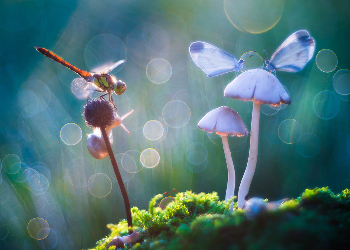 Fairy Tale, © Petar Sabol, 2nd place, International Garden Photographer of the Year — IGPOTY