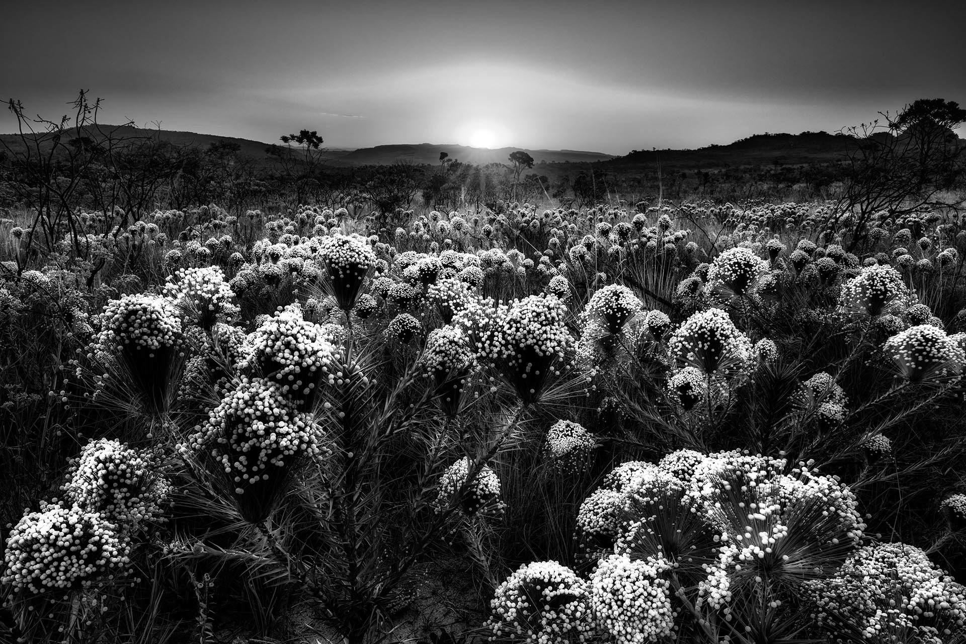 Cerrado Sunset, © Marcio Cabral, 3rd place, International Garden Photographer of the Year — IGPOTY