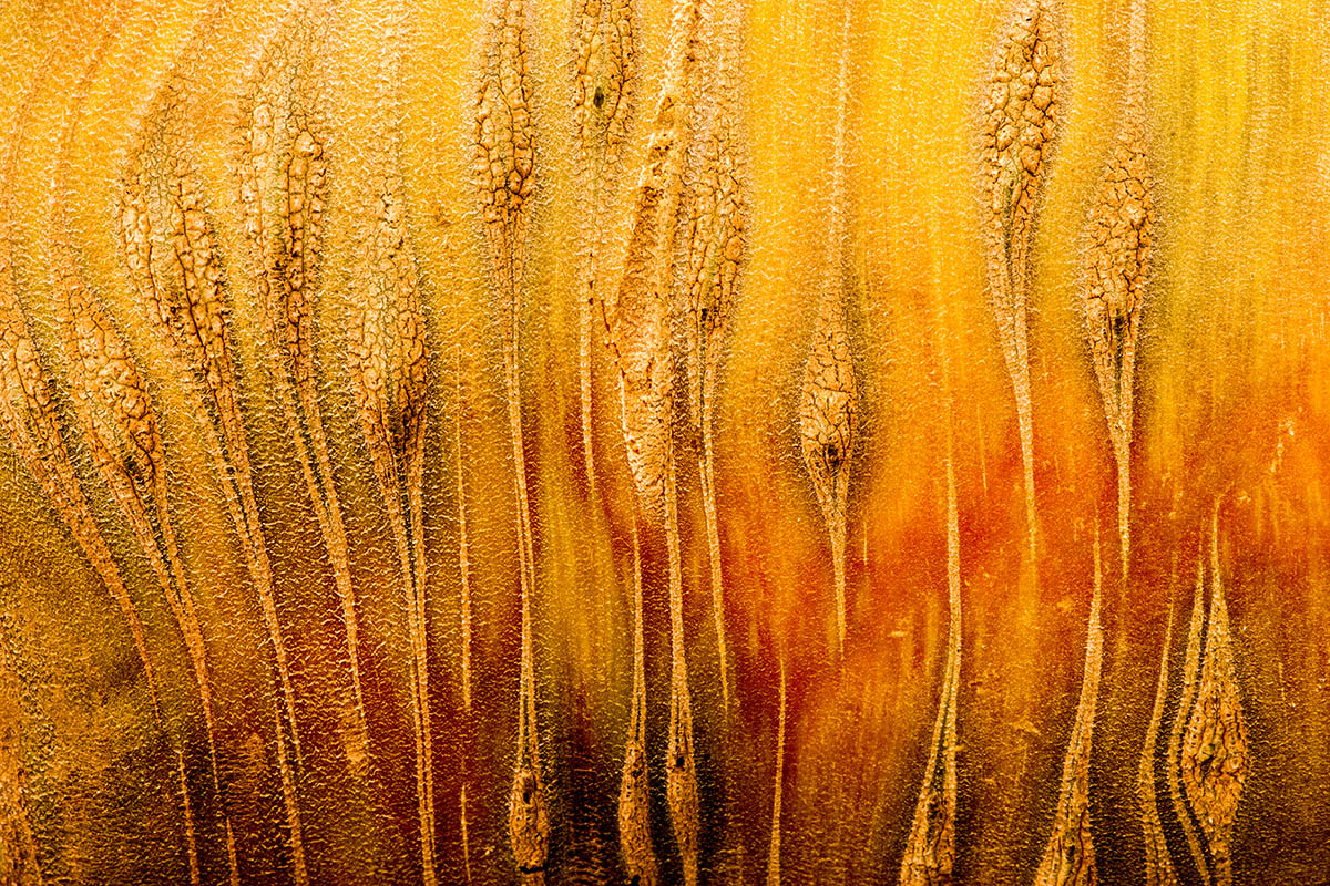 Giant Carrot, © Stephen Studd, 1st place, International Garden Photographer of the Year — IGPOTY