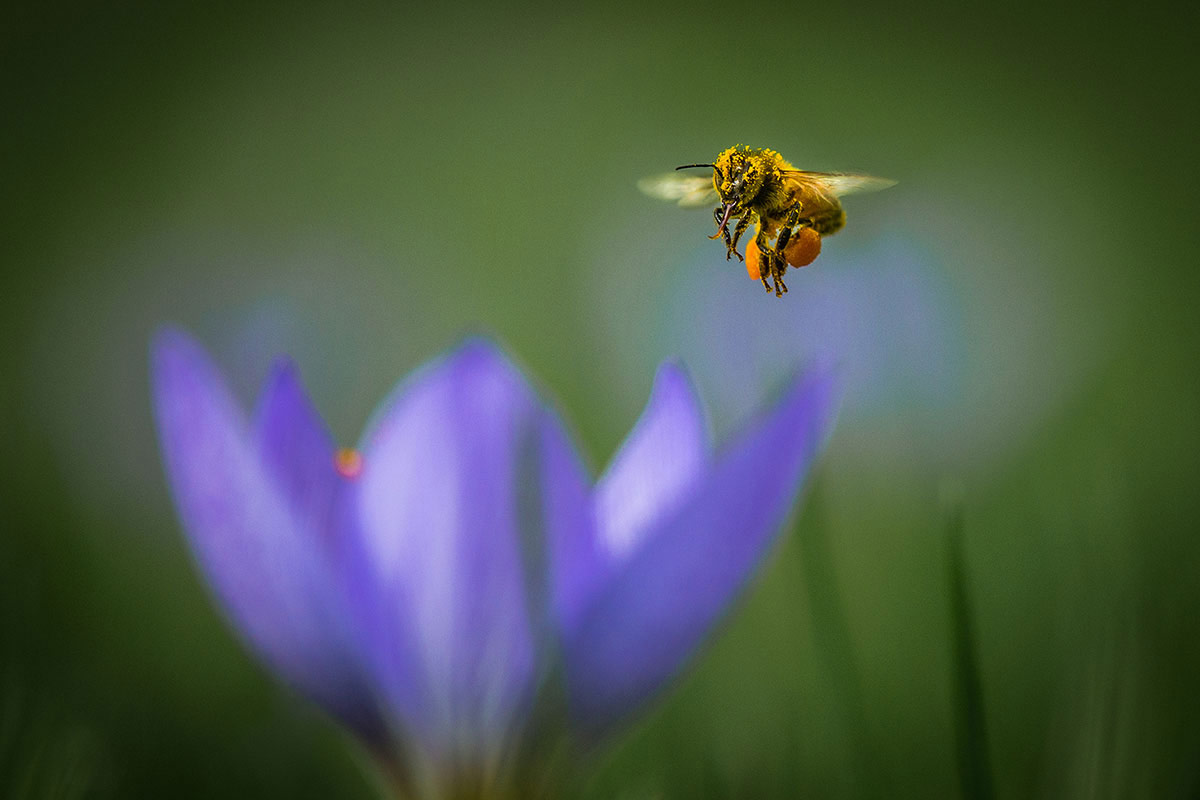 Fully Loaded, © Tammy Marlar, 2nd place, International Garden Photographer of the Year — IGPOTY