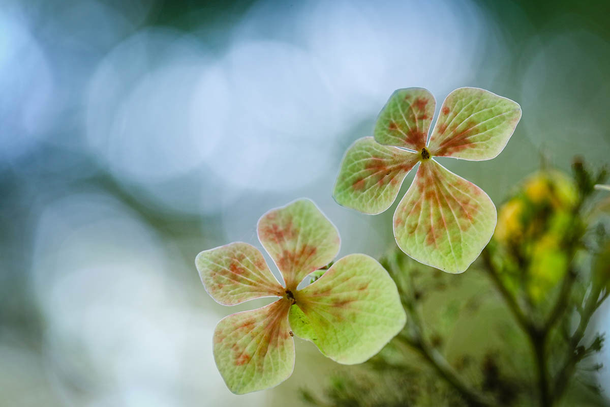 Hydrangea, © Yang Yu Wei, 1st place, International Garden Photographer of the Year — IGPOTY